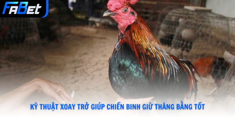 Cách Tập Luyện Cho Gà Chọi Đạt Phong Độ Cao Số 1Tại Fabet