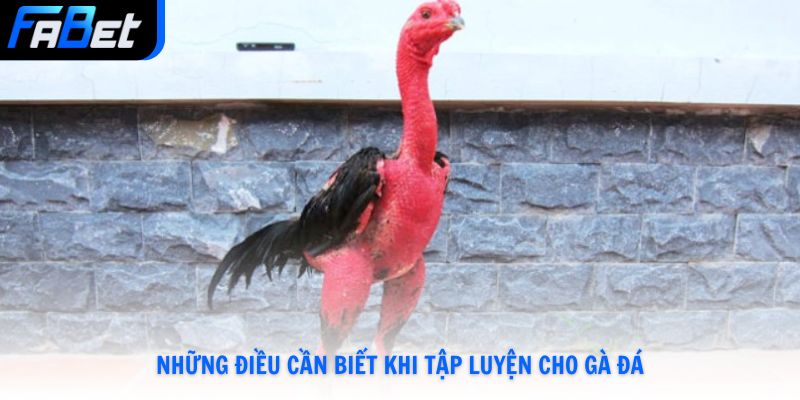 Cách Tập Luyện Cho Gà Chọi Đạt Phong Độ Cao Số 1Tại Fabet