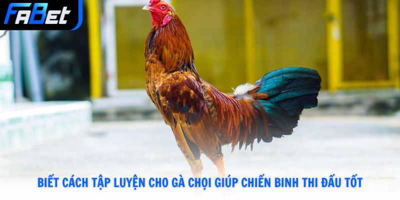 Cách Tập Luyện Cho Gà Chọi Đạt Phong Độ Cao Số 1Tại Fabet