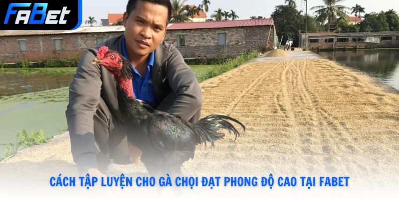 Cách Tập Luyện Cho Gà Chọi Đạt Phong Độ Cao Số 1Tại Fabet