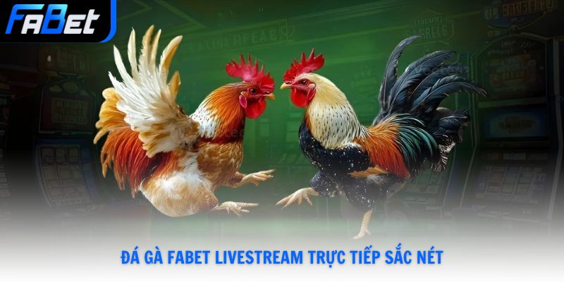 Đá Gà Fabet Live Full HD Đặt Cược 24/7 Thưởng Lớn Mỗi Ngày