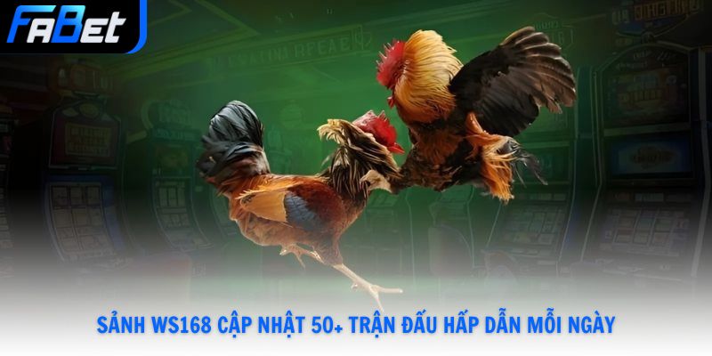 Đá Gà Fabet Live Full HD Đặt Cược 24/7 Thưởng Lớn Mỗi Ngày