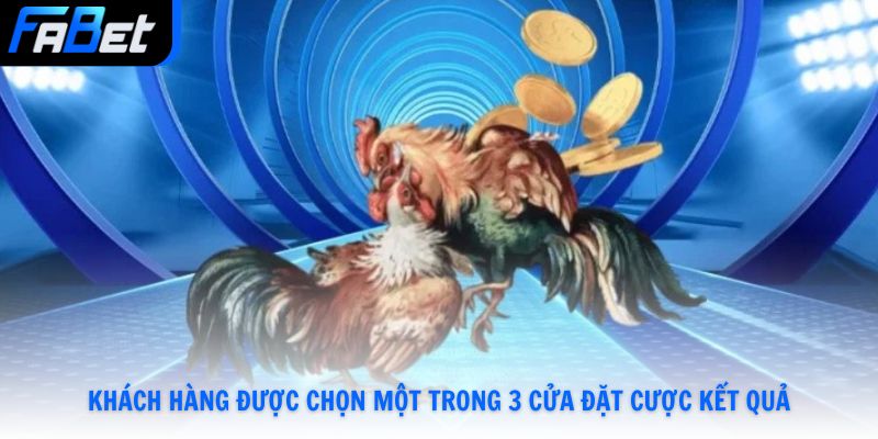 Đá Gà Thomo - Khám Phá Luật Đấu Và Hình Thức Đặt Cược Mới Nhất Năm 2026