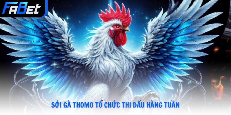 Đá Gà Thomo - Khám Phá Luật Đấu Và Hình Thức Đặt Cược Mới Nhất Năm 2026