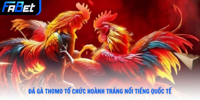 Đá Gà Thomo - Khám Phá Luật Đấu Và Hình Thức Đặt Cược Mới Nhất Năm 2026